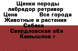 Щенки породы лабрадор ретривер › Цена ­ 8 000 - Все города Животные и растения » Собаки   . Свердловская обл.,Камышлов г.
